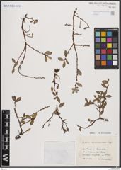 Foto von Salix breviserrata Flod.